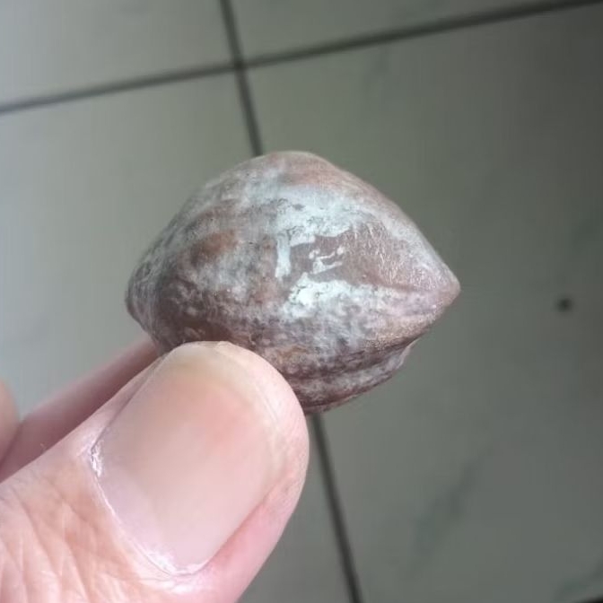 Kemiri Adu Muncang Adu Obral Jalim Tua Jatuhan