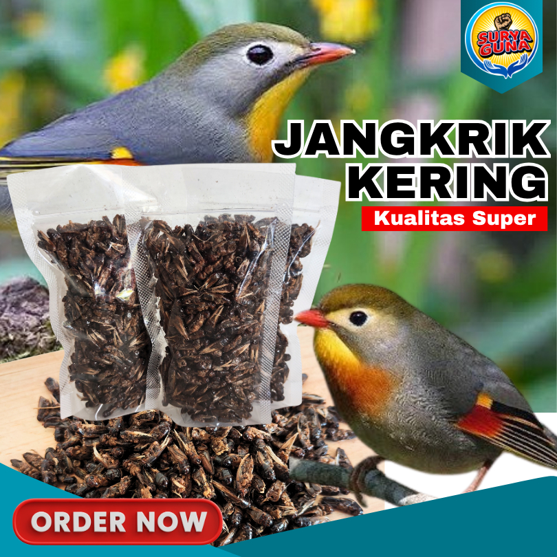 Jangkrik Kering Bisa Untuk Pakan Burung Murah Meriah