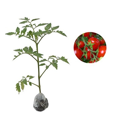 Pohon tomat - Bibit tanaman tomat merah jumbo - Tanaman sayur tomat