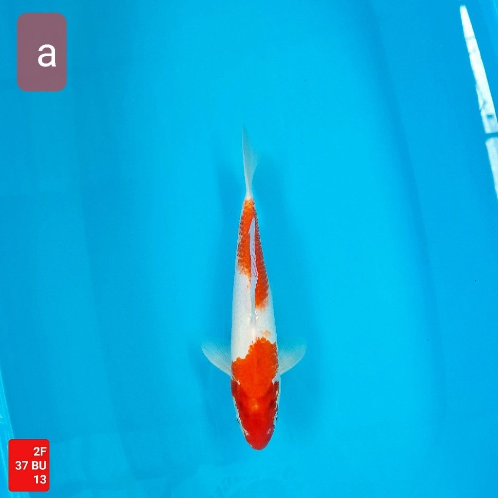 ikan koi import premium showa sanke kohaku kolam 2F