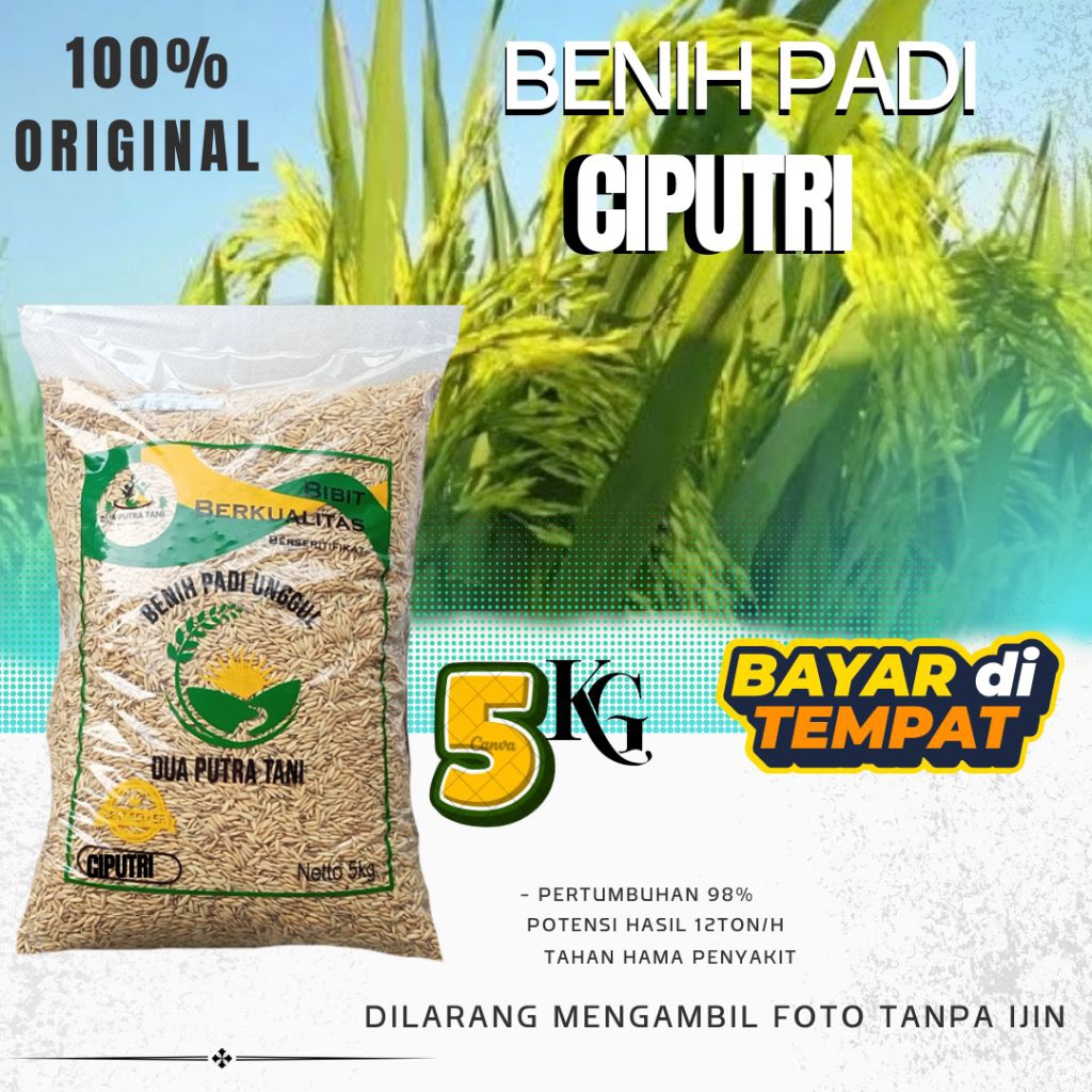BENIH PADI CIPUTRI (CIHERANG MALAY PANJANG) 5KG