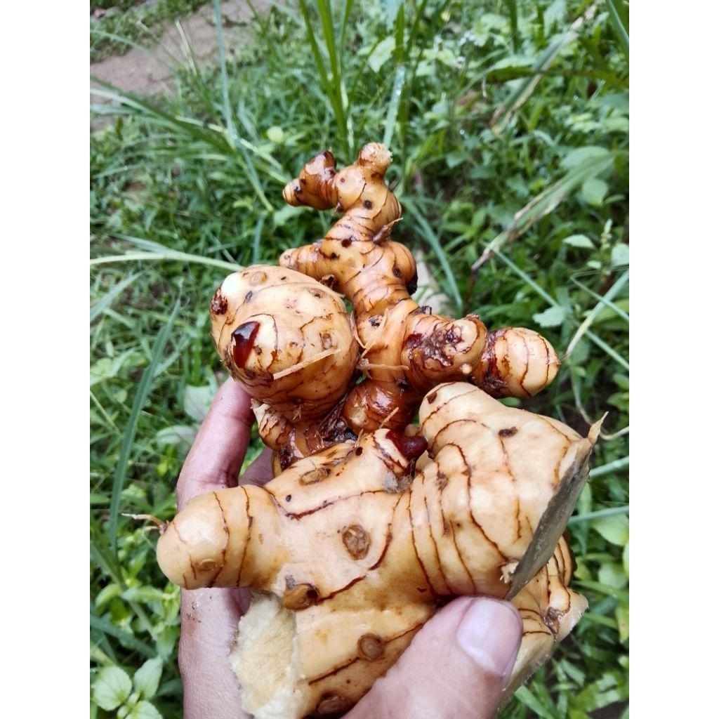 lengkuas 1kg /lengkuas besar fres bersih/lengkuas bumbu masak/rempah remah /lengkuas