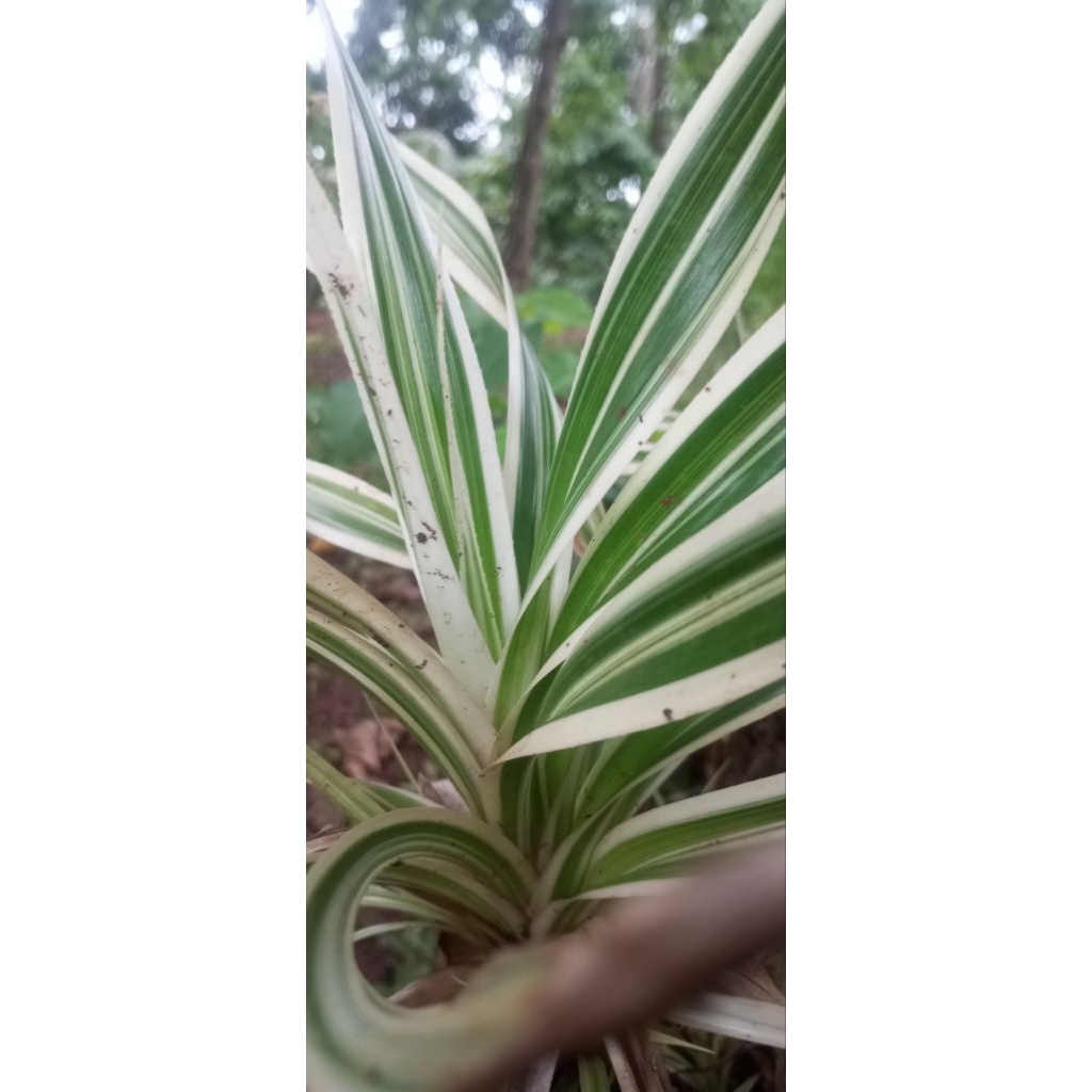 Tanaman hias pandan variegata