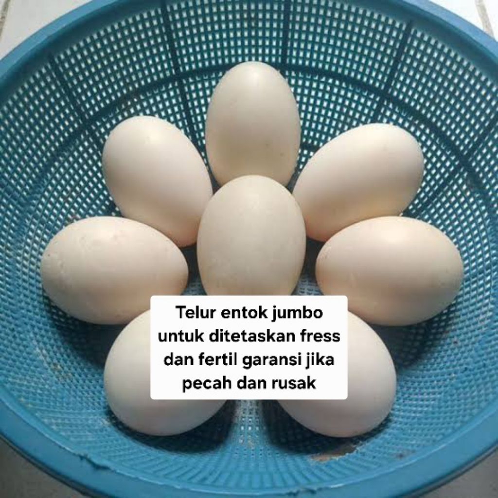 (PRODUK RERLARIS) entok Jumbo telur tetas fertil indukan istimewa