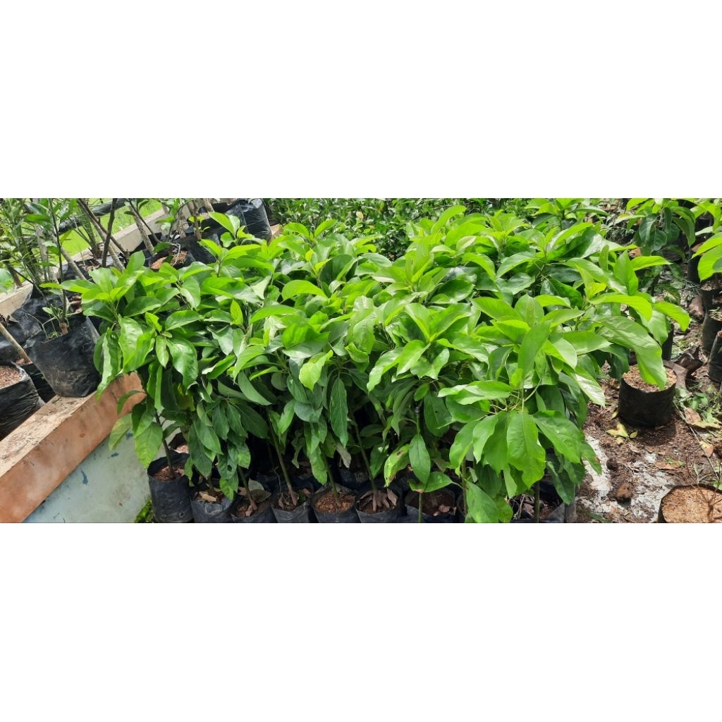 bibit alpukat SAb034