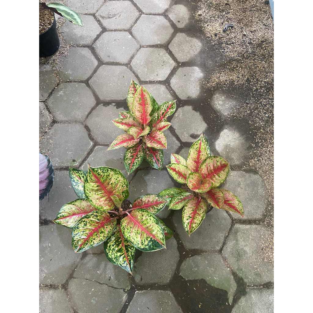 Aglaonema Sweet Dream