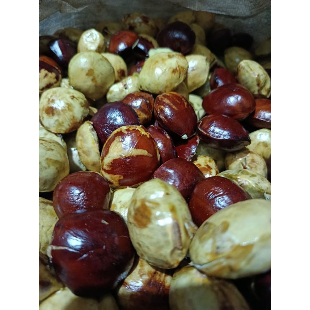 Jengkol tua super 1 kg