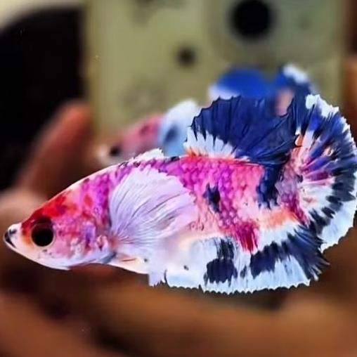 cupang plakat Dumbo ear multi  jantan |Cupang bagus