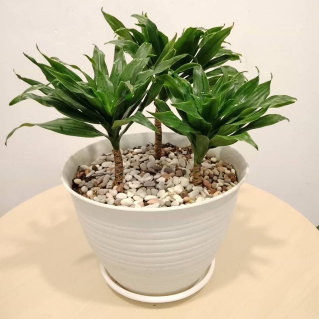 (Promo) Tanaman Hias Hanjuang Bonsai Kemoceng Pohon Hias Bonsai Hanjuang Kemoceng