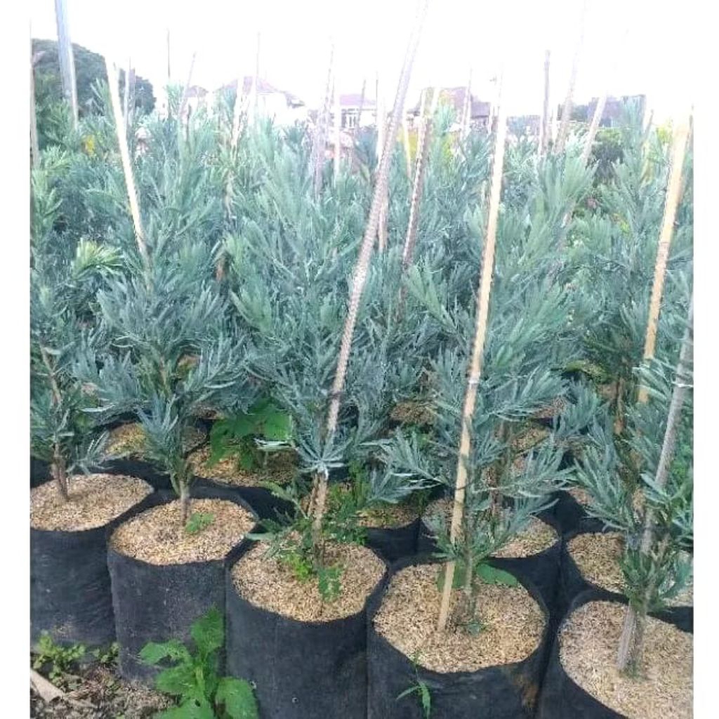 Tanaman Hias Lohansung Blue Ice ORI Rimbun. Lohansung Blue Ice Silver ORI Rimbun Tinggi -+ 100cm