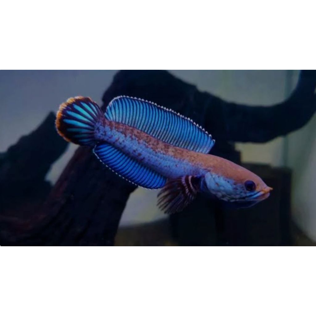(Channa) Blue Andrao 5_6 Cm Gondrong