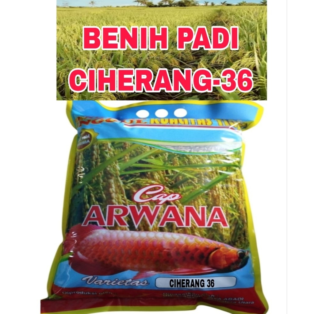 5KG BENIH PADI CIHERANG-36 SUPER LABEL PUTIH ORIGINAL BERKWALITAS HASIL PALING BANYAK