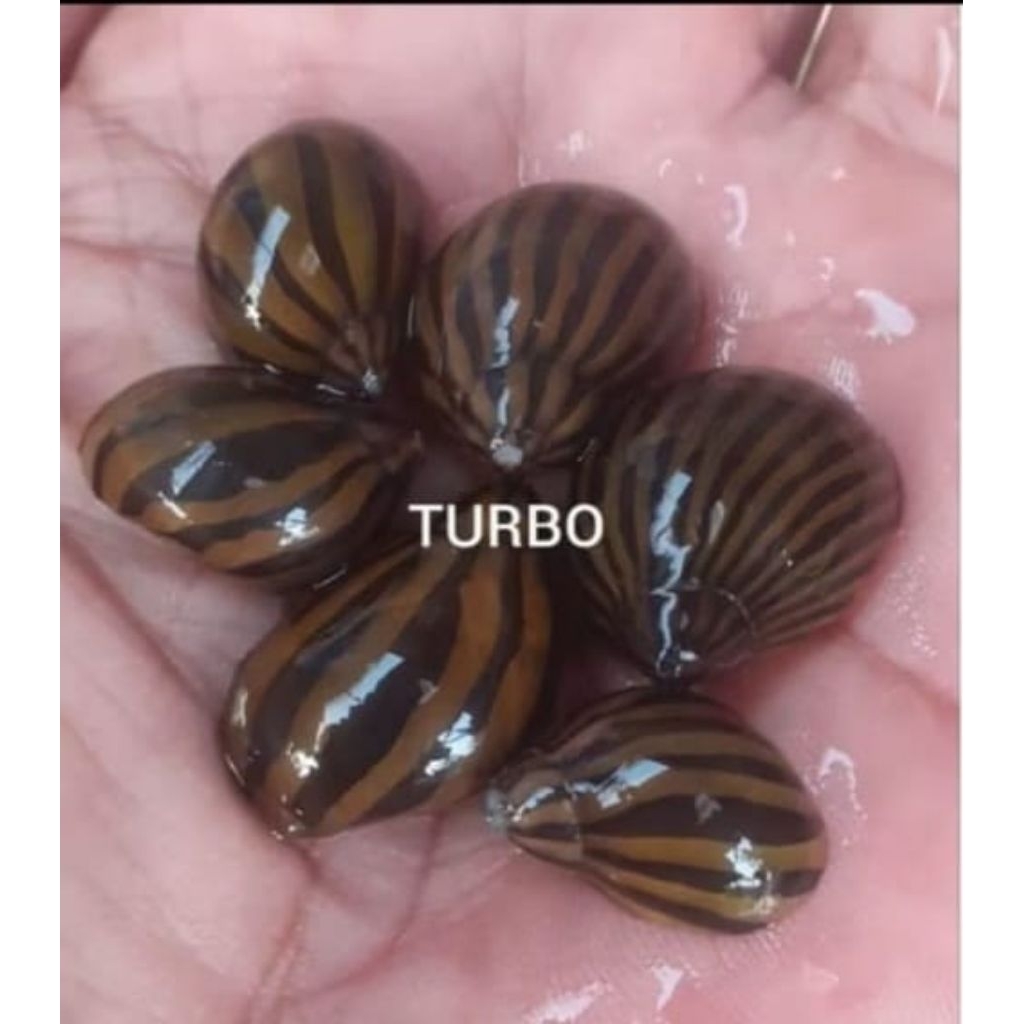 Keong Hias Air Tawar Jenis Turbo Hiasan Akuarium