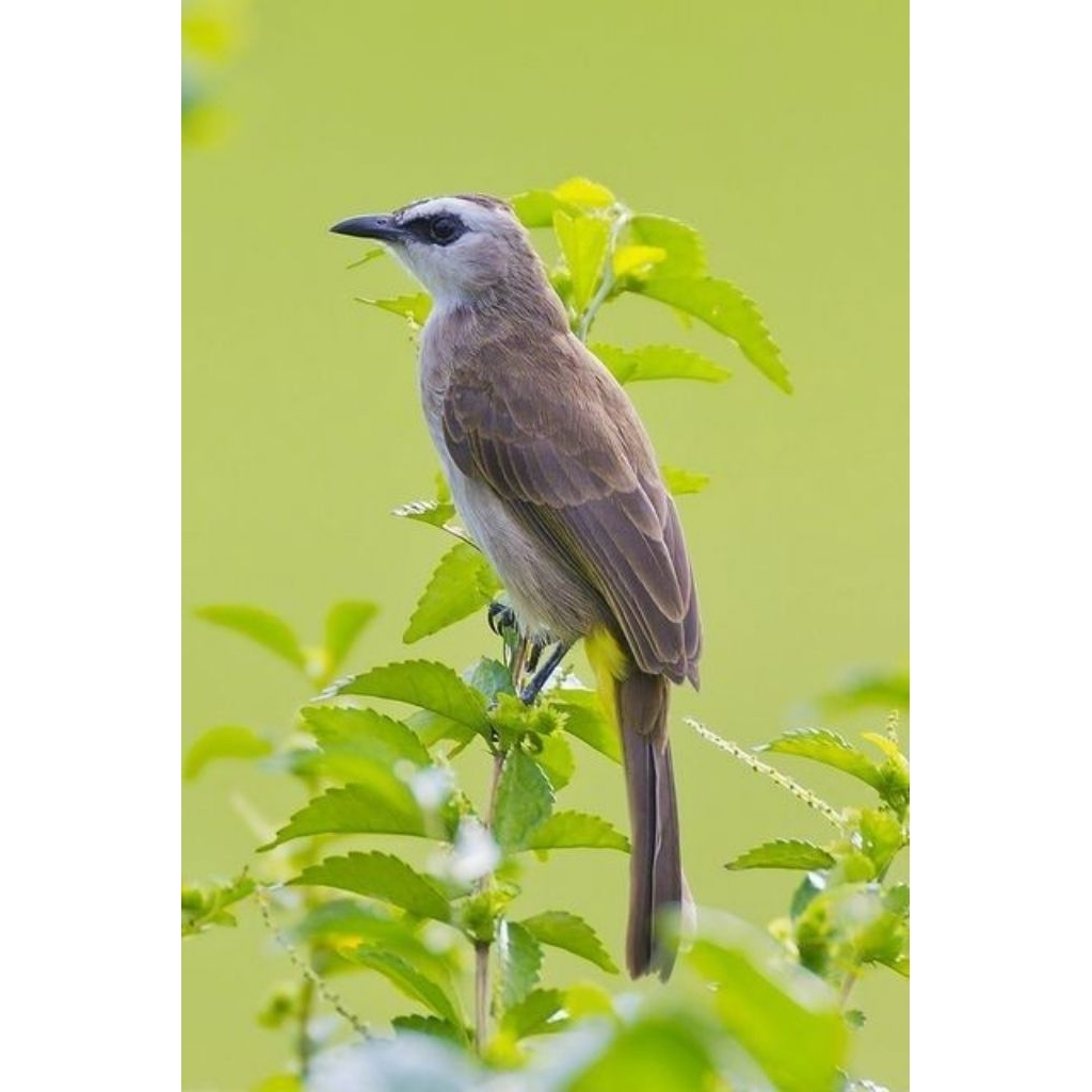 trucuk kebo ori jatim pilihan.