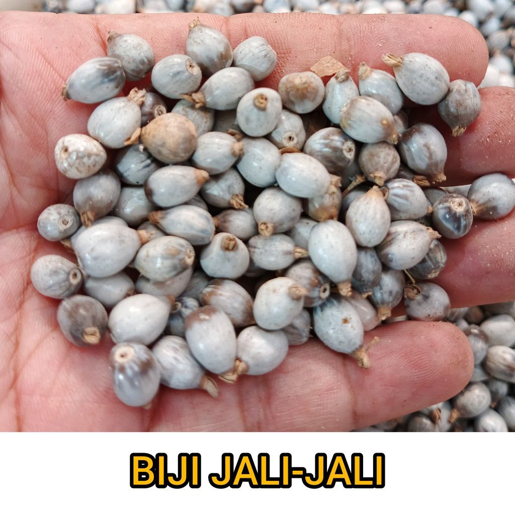 Biji jali - biji Anjeli - jali-jali - barley seeds - jali-jali kering