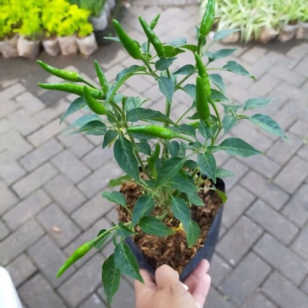 Bibit Cabe Rawit Hijau Sudah Berbunga Dan Berakar Bibit Cabai Rawit Hijau Termurah Dan Berkualitas