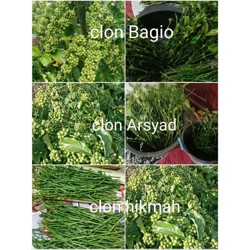 entres kopi bagio klon arsyd /entres raja 45/30batang