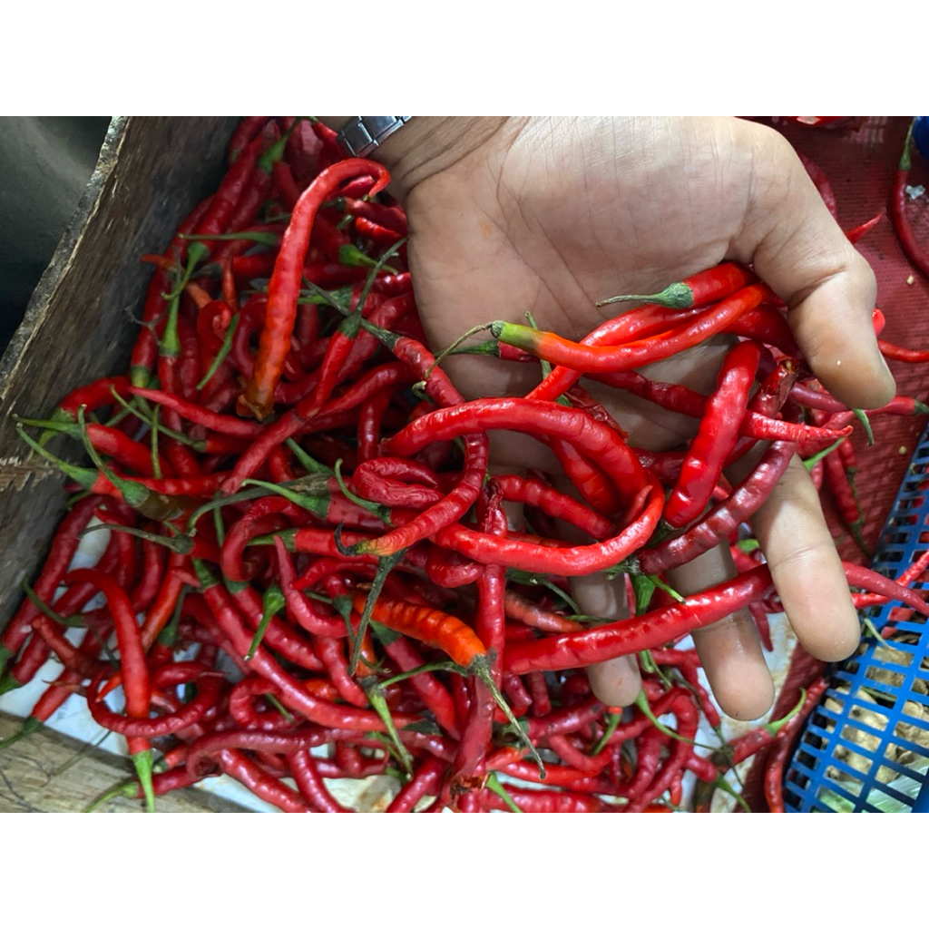 CabeKeritingMerah FreshBerkualitas cabe keriting daerah cabe keriting per 1kg