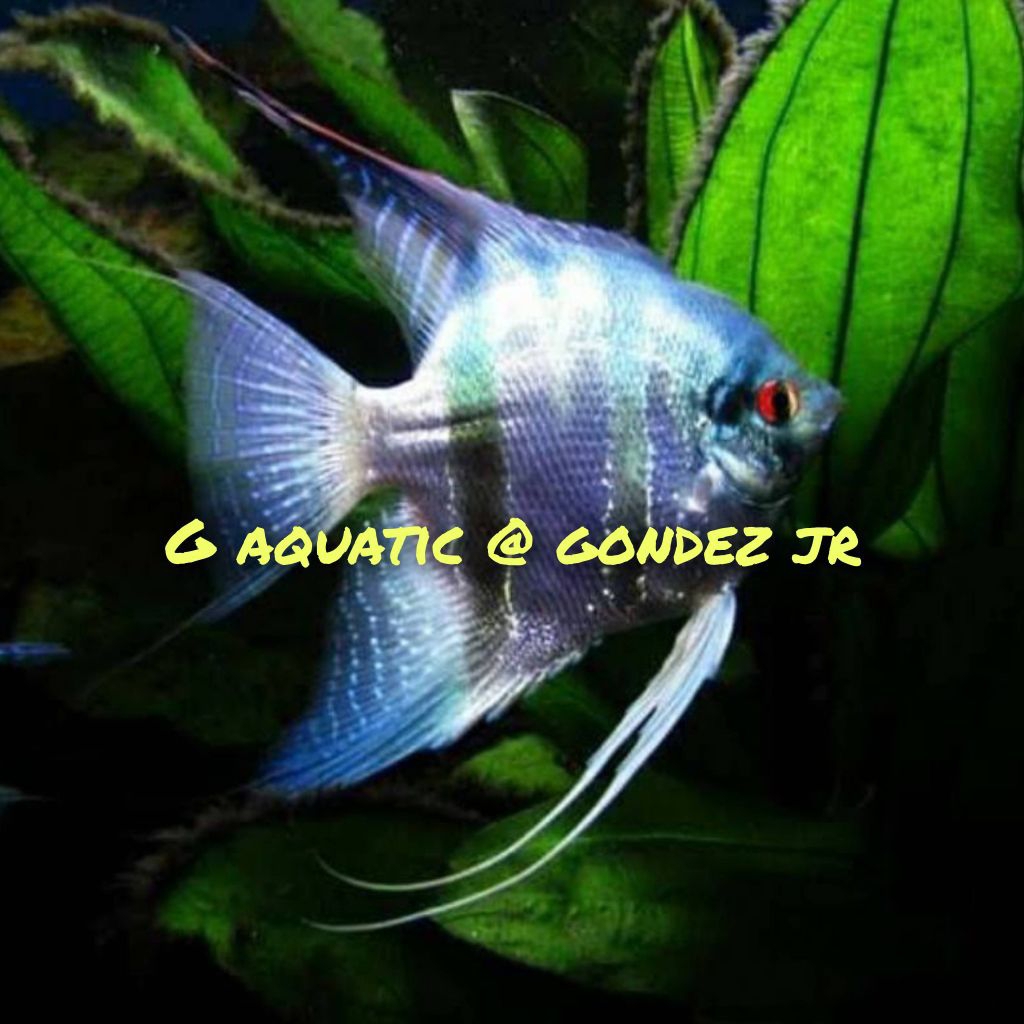 ikan manfish blue Pinoy size L