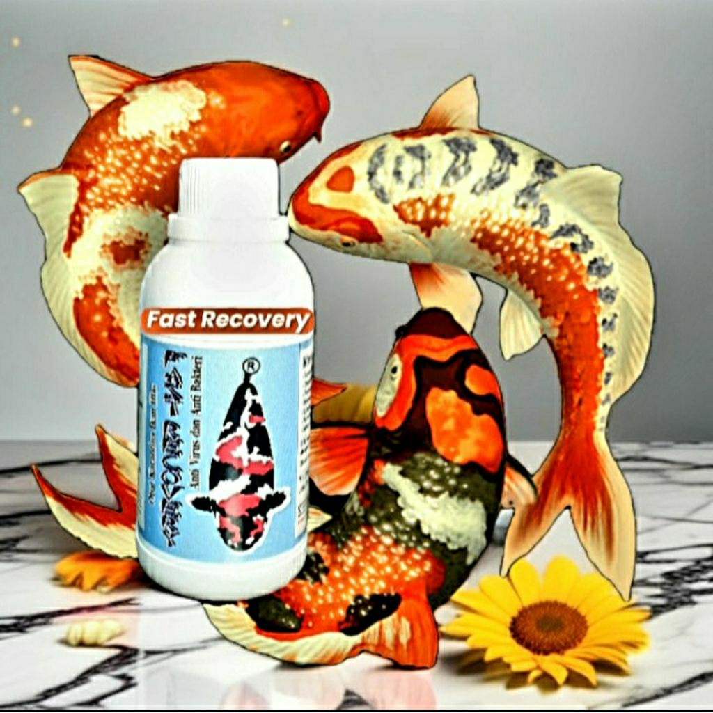 Obat Karantina Ikan Koi | Fast Recovery 250ml Anti Virus dan Bakteri untuk Busuk Insang Jamur Insang