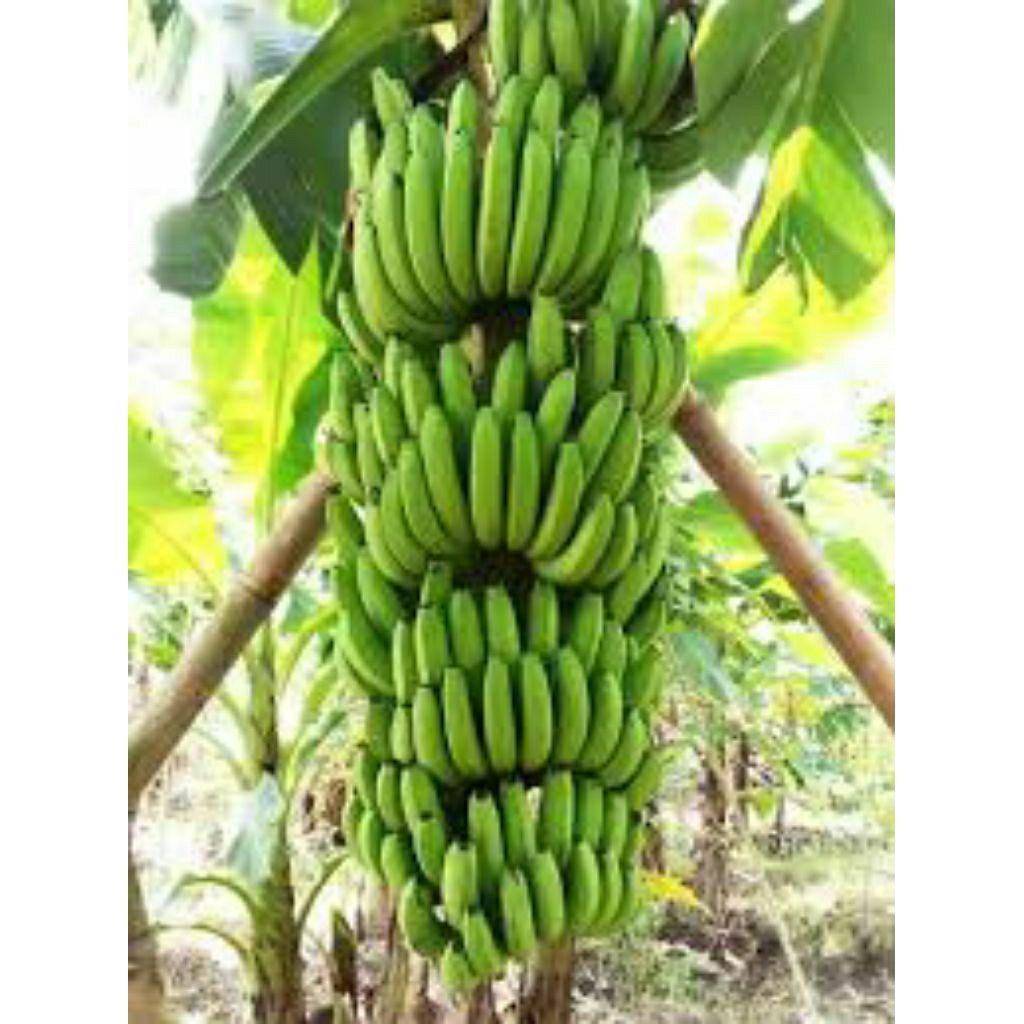 Bibit Bonggol Pisang Cavendish