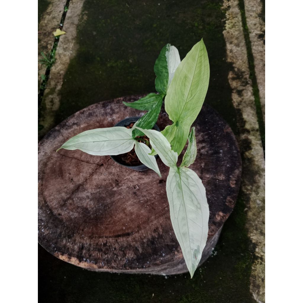 Tanaman syngonium variegata mint