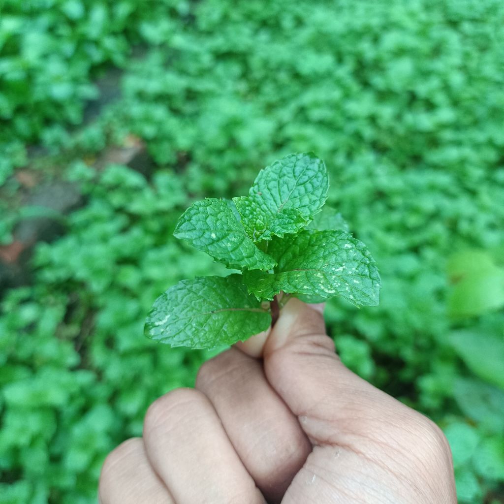 DaunMint-SpearMint-DaunFresh-TehHerbal-PucukDaunMint