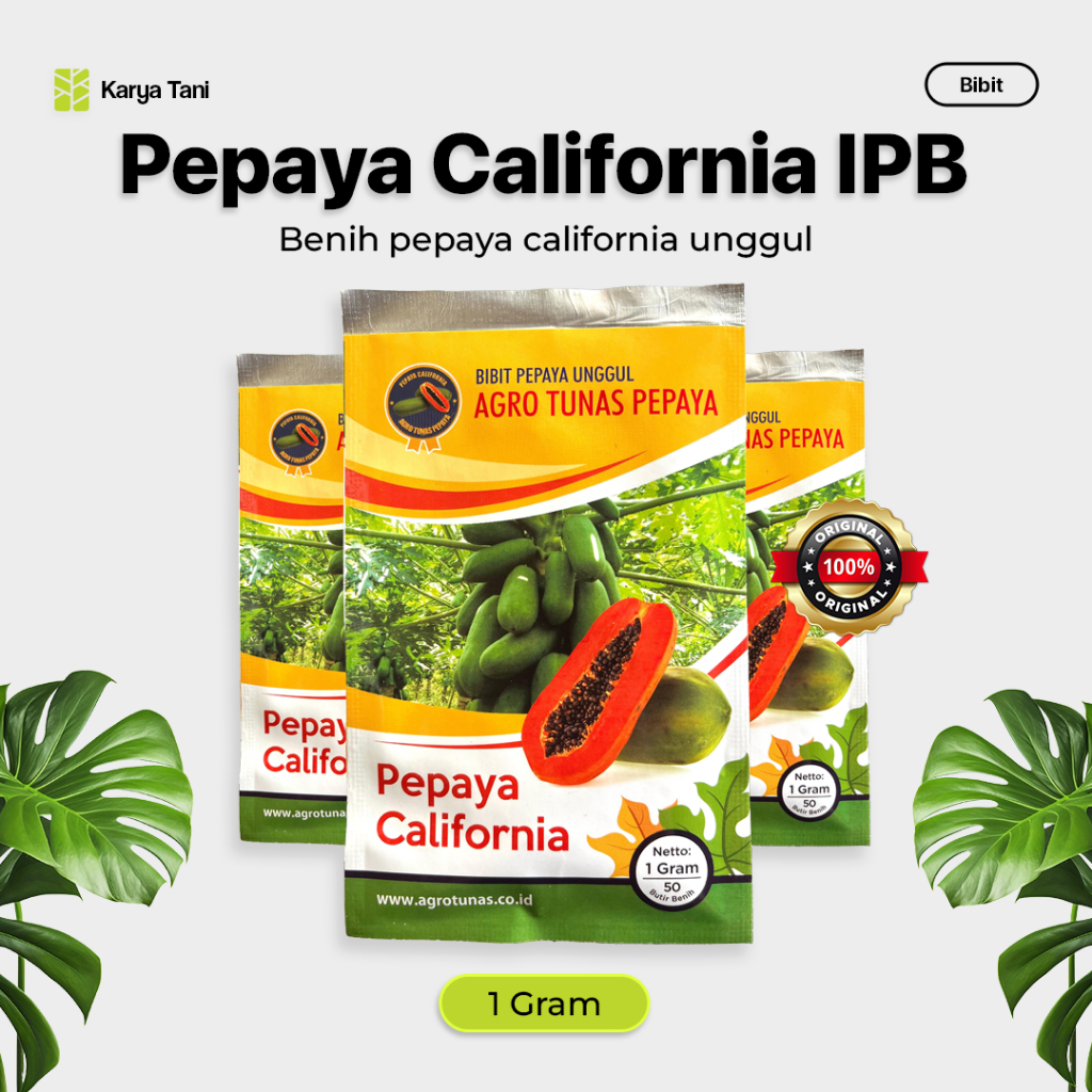 Benih Pepaya California IPB 1gram Benih Pepaya F1