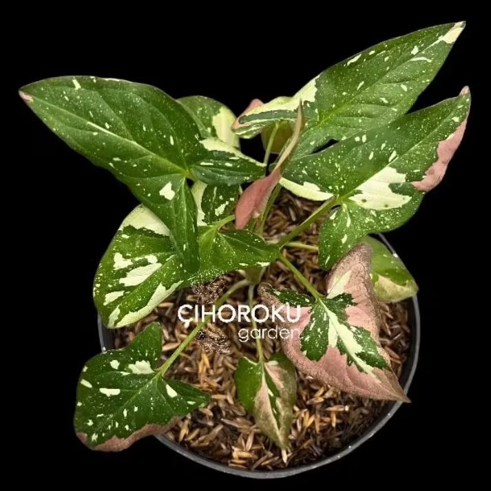 Syngonium Red Spot Tricolor