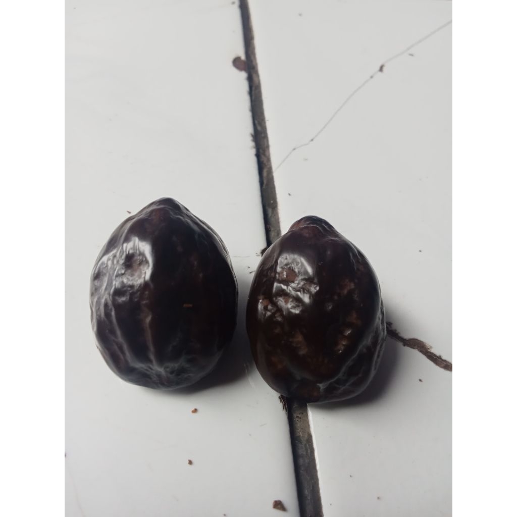 muncang kemiri adu siap adu