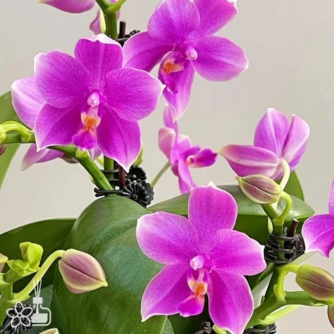 Anggrek Bulan Wangi Koleksian - Phal San Ho Channel ( Violacea x Timothy Christopher)