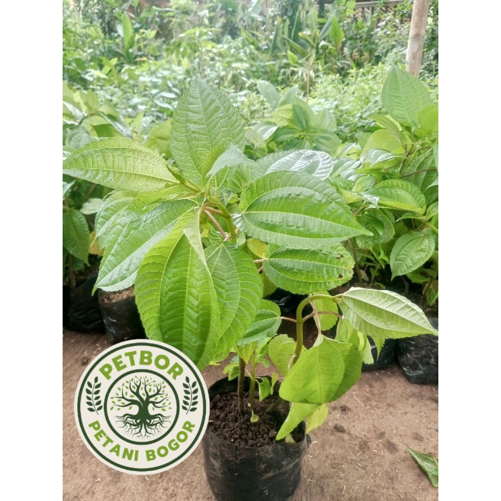 Pohon Daun Pohpohan (Rimbun) Lalapan Hijau - Bibit Pohpohan Daun Lalapan