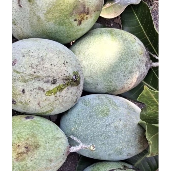 Mangga Muda Jenis Manalagi (1KG)