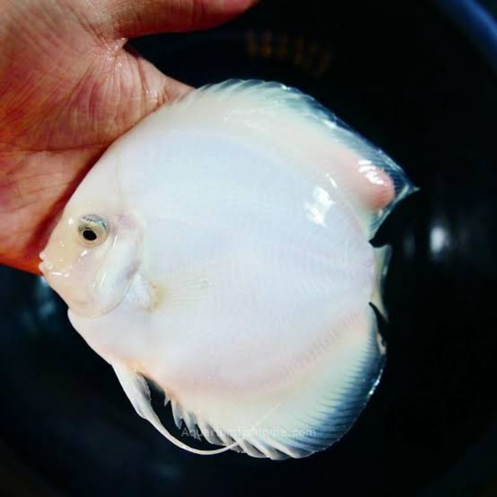 discus (white diamond)