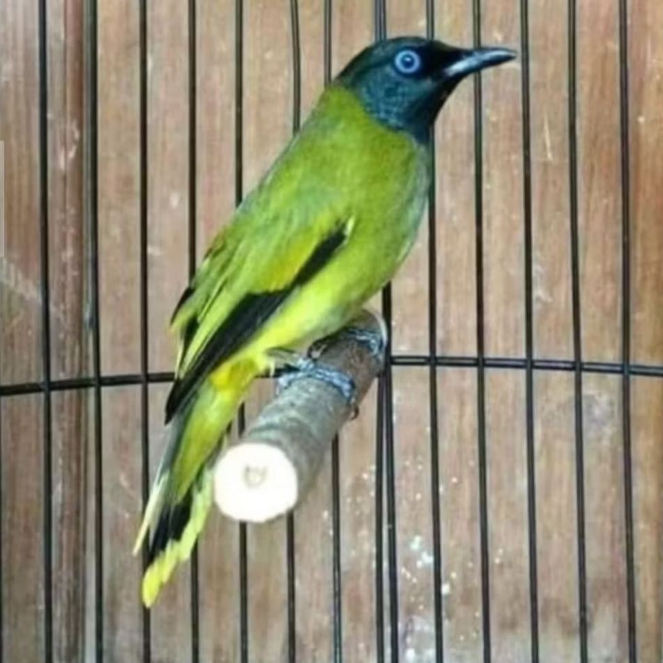 BURUNG KUTILANG SUTRA JANTAN PILIHAN