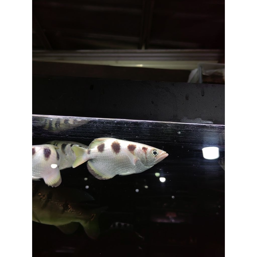 Archer Fish 14-16cm