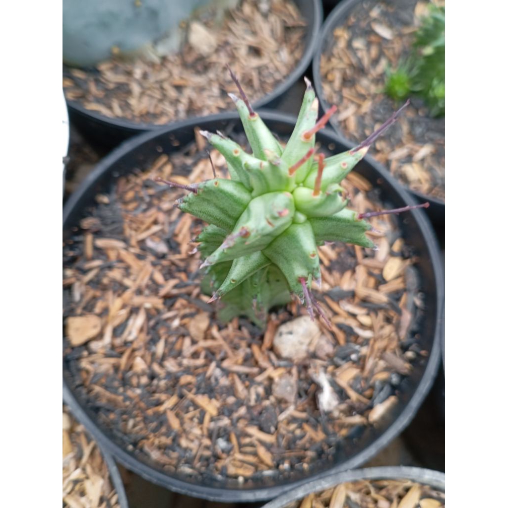 euphorbia horrida monstrose