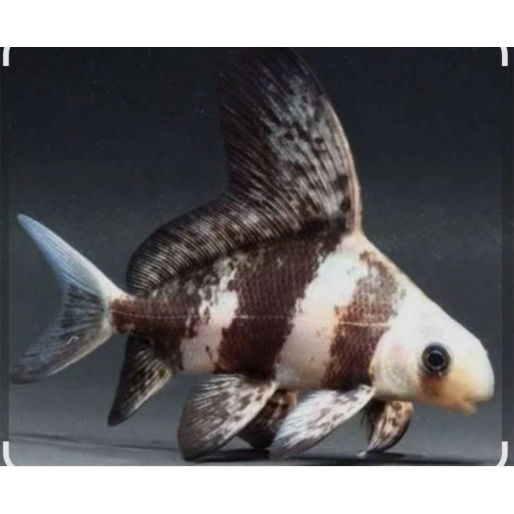 UNIQUE.PS- CHINA HIFIN FISH/ CHF +-12-13CM / PEMBERSIH AQUARIUM