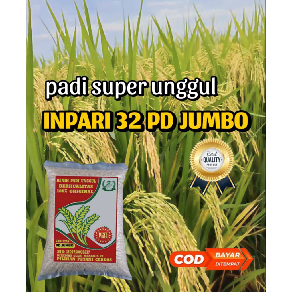 BENIH PADI INPARI 32 PD JUMBO BERKUALITAS ORIGINAL KEMASAN 1KG