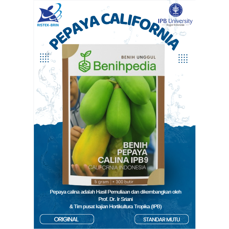 Benih PEPAYA CALINA IPB 9 | PEPAYA CALIFORNIA 5Gram