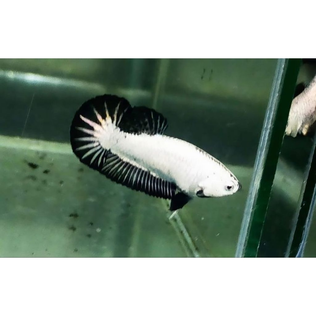 COD BETINA PK SAMURAI