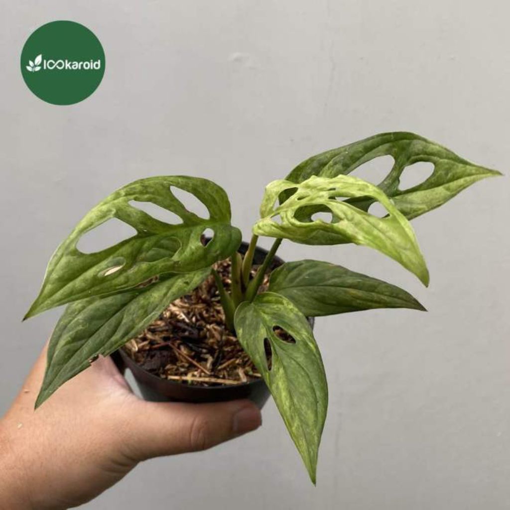 (Best) Janda Bolong VARIGATA Lokal (MURAH-RIMBUN- Di jamin hidup)