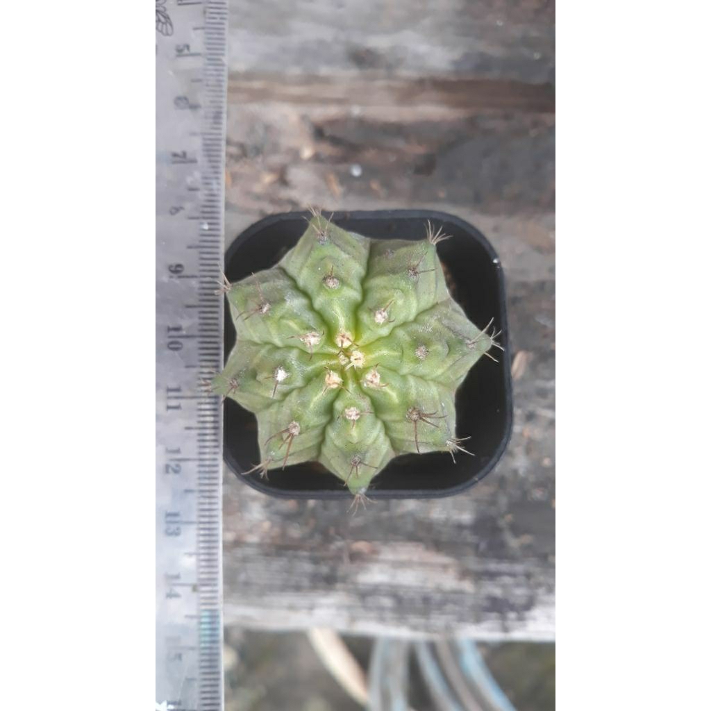 Kaktus Gymnocalycium seedling