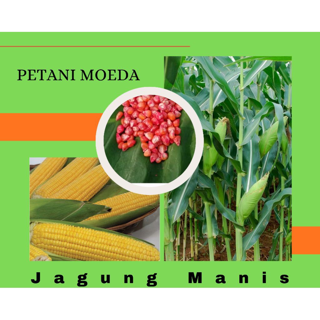 BIBIT BENIH JAGUNG MANIS HIBRIDA|| 100 BENIH JAGUNG SUPER||JAGUNG BAKAR MANIS||BUAH BESAR PENJANG||J