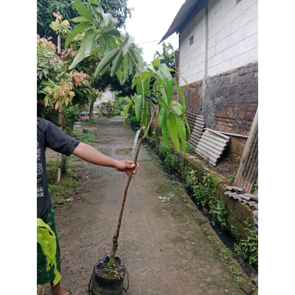 bibit mangga yuwen 6