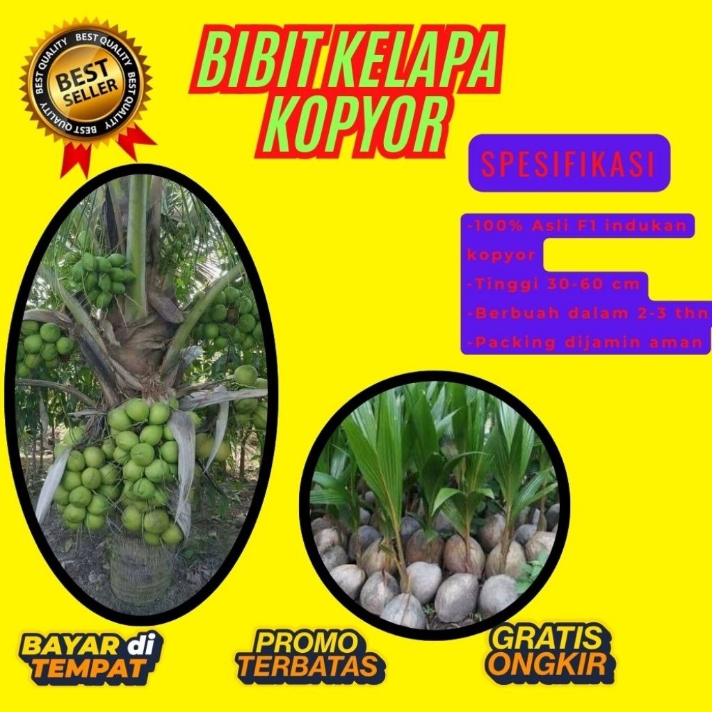 POHON PENDEK  Bibit Kelapa Kopyor Harga, Bibit Kelapa Kopyor Jelly, Bibit Kelapa Kopyor Jelly Thaila