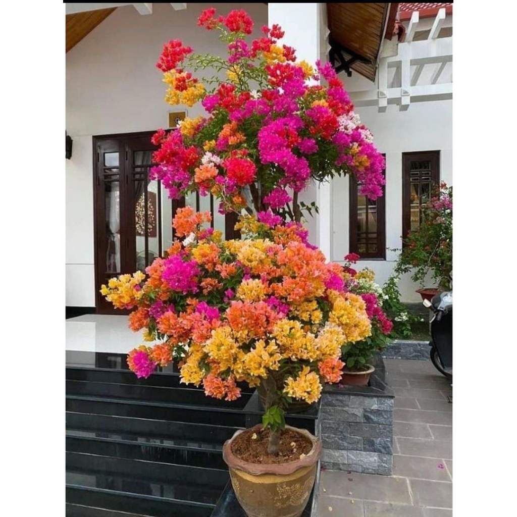 Tanaman Hias Bugenvil Bunga Kertas - Tanaman Bugenvil Import - Bunga Bugenvil - Bunga Hias Bougenvil