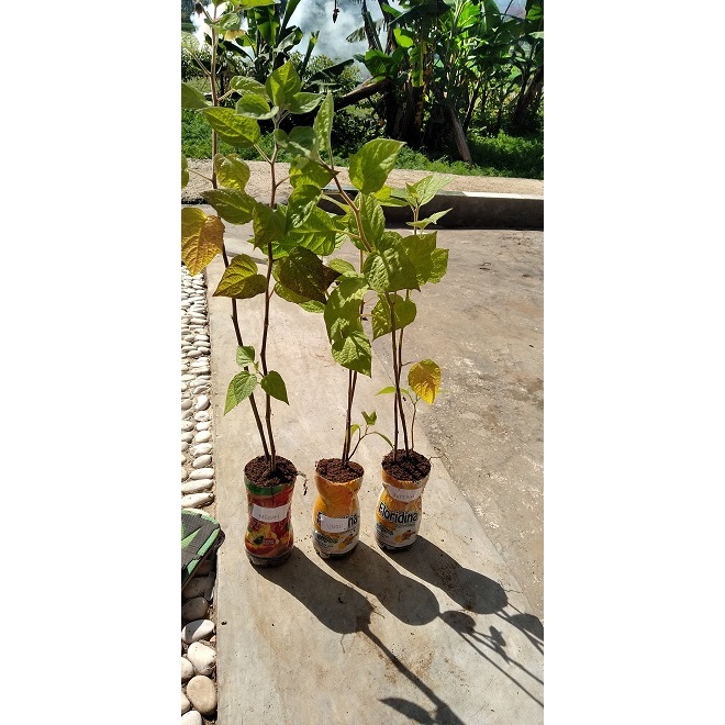 BIBIT BUAH CIPLUKAN JUMBO SIAP TANAM