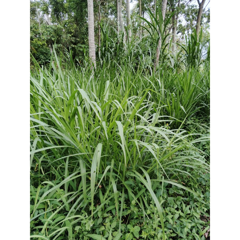 Bibit Rumput Odot & Pakchong atau Gajah