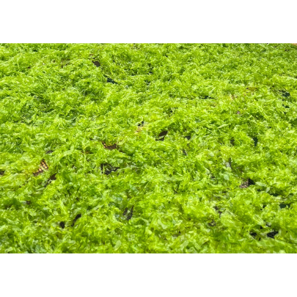 Rumput Laut Ulva Kering